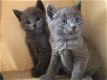 Russische blauwe kittens te koop - 0 - Thumbnail