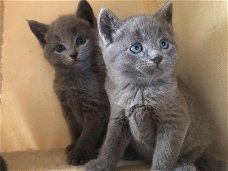 Russische blauwe kittens te koop