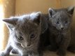 Russische blauwe kittens te koop - 1 - Thumbnail
