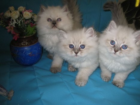 Mooie Siberische kittens te koop - 2