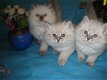Mooie Siberische kittens te koop - 2 - Thumbnail
