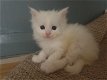 Maine Coon-kittens te koop - 1 - Thumbnail