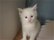 Maine Coon-kittens te koop - 2 - Thumbnail