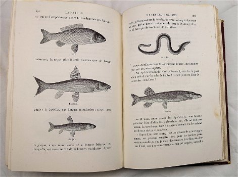 La Nature et ses Trois Règnes 1869 Saintine - Dieren - 6