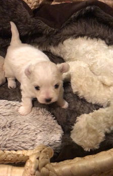 Topklasse Maltese puppy's beschikbaar - 0