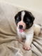 Schattige Akita-puppy's nu te koop - 0 - Thumbnail