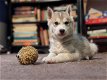 Lieve Siberische Husky-puppy's - 0 - Thumbnail