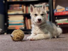 Lieve Siberische Husky-puppy's