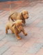 Geweldige en liefdevolle Dashound-puppy's - 0 - Thumbnail