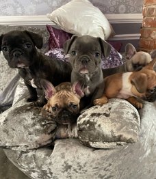 Franse Bulldog-puppy's voor rehome