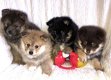 Pomsky-puppy's beschikbaar - 0 - Thumbnail