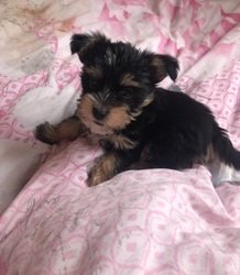 Prachtige kleine Yorkshire terrier puppies. - 0