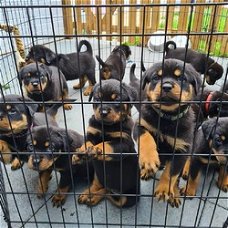 Rottweiler-puppy's klaar voor een nieuw huis.