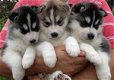 Siberische Husky-puppy's. - 0 - Thumbnail