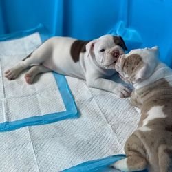 Superleuke Amerikaanse Bulldog-puppy's. - 0