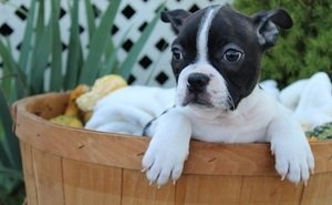 Boston Terrier-puppy's beschikbaar. - 0