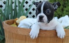 Boston Terrier-puppy's beschikbaar.