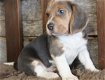 Slimme Beagle-puppy's beschikbaar - 0 - Thumbnail