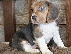 Slimme Beagle-puppy's beschikbaar