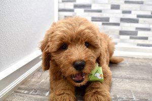 Mini Goldendoodle-puppy's klaar voor een nieuw huis. - 0