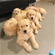 Leuke en gezonde Golden Retriever-puppy's beschikbaar - 0 - Thumbnail
