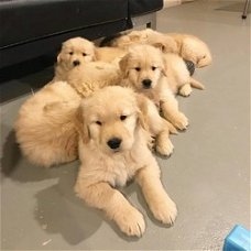 Leuke en gezonde Golden Retriever-puppy's beschikbaar