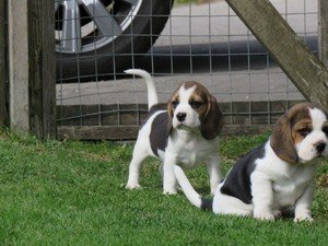 Uitstekende raszuivere Beagle-puppy's klaar om te gaan. - 0