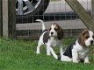 Uitstekende raszuivere Beagle-puppy's klaar om te gaan. - 0 - Thumbnail
