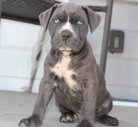 Schitterende Cane Corso-puppy's. - 0