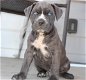 Schitterende Cane Corso-puppy's. - 0 - Thumbnail