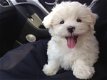 K.C geregistreerde Maltese puppy's. - 0 - Thumbnail