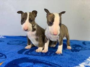 Miniatuur Bull Terrier-puppy's nu beschikbaar. - 0