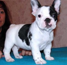 Franse Bulldog-puppy's klaar. - 0