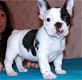 Franse Bulldog-puppy's klaar. - 0 - Thumbnail