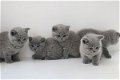 Blauwe Britse korthaar kittens beschikbaar. - 0 - Thumbnail