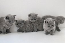 Blauwe Britse korthaar kittens beschikbaar.