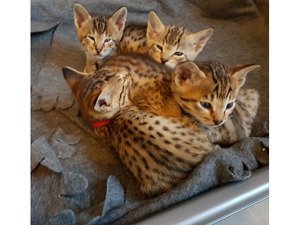 Mannelijke en vrouwelijke Savannah kittens beschikbaar. - 0