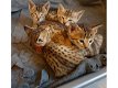 Mannelijke en vrouwelijke Savannah kittens beschikbaar. - 0 - Thumbnail