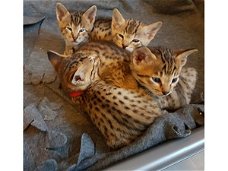 Mannelijke en vrouwelijke Savannah kittens beschikbaar.