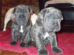 Neopolitan Mastiff Pups te koop - 0 - Thumbnail