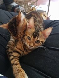 Verbazingwekkende Tica geregistreerde prachtige Bengaalse kittens.