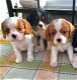 Mooie King Charles Spaniel Pups te koop - 0 - Thumbnail