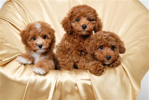 Kc Reg Poodle Puppies beschikbaar - 0