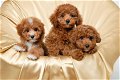 Kc Reg Poodle Puppies beschikbaar - 0 - Thumbnail
