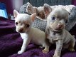 Theekopje Chihuahua Puppies - 0 - Thumbnail