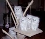 Miniatuur Perzische kittens. - 0 - Thumbnail