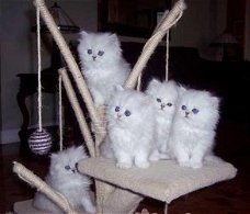 Miniatuur Perzische kittens.
