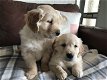 Golden Retriever-puppy's - 0 - Thumbnail