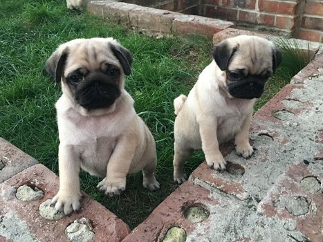 Pug Puppies te koop - 0