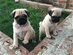 Pug Puppies te koop - 0 - Thumbnail